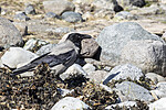 KA_210425_4 / Corvus cornix / Kråke