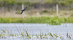 KA_210525_46 / Hirundo rustica / Låvesvale