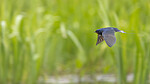KA_210525_49 / Hirundo rustica / Låvesvale