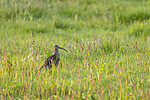 KA_210621_4 / Numenius phaeopus / Småspove