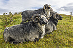 KA_210815_9 / Ovis aries / Sau