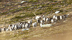 KA_211002_8 / Rangifer tarandus / Rein