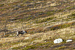 KA_211002_9 / Rangifer tarandus / Rein