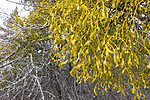 KA_220405_1 / Viscum album / Misteltein