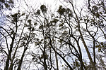 KA_220405_17 / Viscum album / Misteltein