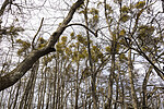 KA_220405_34 / Viscum album / Misteltein