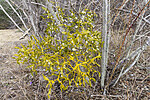KA_220405_5 / Viscum album / Misteltein