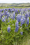 KA_220531_14 / Lupinus nootkatensis / Sandlupin