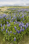 KA_220531_18 / Lupinus nootkatensis / Sandlupin