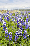 KA_220531_20 / Lupinus nootkatensis / Sandlupin