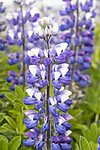 KA_220531_25 / Lupinus nootkatensis / Sandlupin