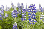 KA_220531_29 / Lupinus nootkatensis / Sandlupin