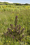 KA_220608_32 / Pedicularis palustris / Myrklegg