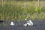 KA_220608_40 / Chroicocephalus ridibundus / Hettemåke <br /> Larus canus / Fiskemåke