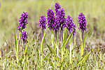 KA_220608_48 / Dactylorhiza incarnata / Engmarihand