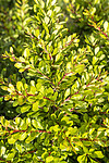 KA_220608_70 / Berberis thunbergii / Høstberberis