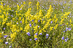 KA_220709_14 / Campanula rotundifolia / Blåklokke <br /> Galium verum / Gulmaure