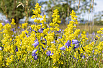 KA_220709_15 / Campanula rotundifolia / Blåklokke <br /> Galium verum / Gulmaure