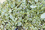KA_220816_65 / Mertensia maritima / østersurt