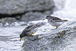 KA_230125_38 / Calidris maritima / Fjæreplytt