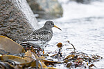KA_230125_51 / Calidris maritima / Fjæreplytt