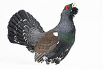 KA_240324_107 / Tetrao urogallus / Storfugl