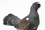 KA_240324_113 / Tetrao urogallus / Storfugl