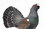 KA_240324_114 / Tetrao urogallus / Storfugl