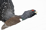 KA_240324_115 / Tetrao urogallus / Storfugl