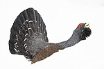 KA_240324_119 / Tetrao urogallus / Storfugl