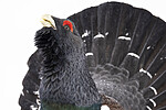 KA_240324_125 / Tetrao urogallus / Storfugl