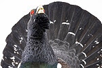 KA_240324_126 / Tetrao urogallus / Storfugl
