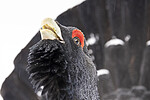 KA_240324_127 / Tetrao urogallus / Storfugl