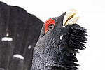 KA_240324_129 / Tetrao urogallus / Storfugl