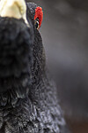 KA_240324_15 / Tetrao urogallus / Storfugl