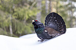 KA_240324_18 / Tetrao urogallus / Storfugl