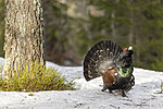 KA_240324_2 / Tetrao urogallus / Storfugl