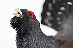 KA_240324_49 / Tetrao urogallus / Storfugl