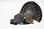 KA_240324_69 / Tetrao urogallus / Storfugl
