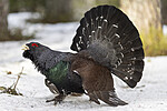 KA_240324_7 / Tetrao urogallus / Storfugl