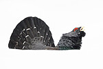 KA_240324_91 / Tetrao urogallus / Storfugl