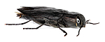 KA_acuminata_side / Melanophila acuminata / Sotpraktbille