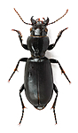 KA_cephalotes / Broscus cephalotes