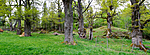 KA_panorama_eiker / Quercus robur / Sommereik