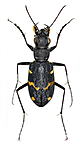 KA_sylvatica_over / Cicindela sylvatica