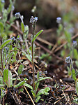 P5116116 / Myosotis stricta / Dvergforglemmegei