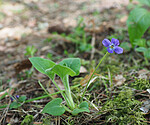 P5283507 / Viola hirta / Lodnefiol