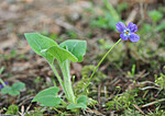 P5283519 / Viola hirta / Lodnefiol