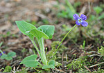P5283519 / Viola hirta / Lodnefiol