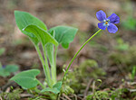 P5283534 / Viola hirta / Lodnefiol